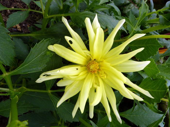 Dahlia x 'Monte Carlo'  fleur